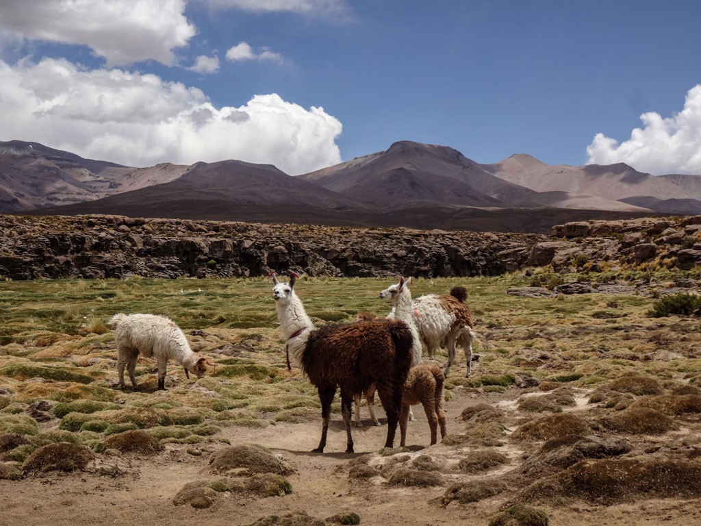 Flora y fauna carácterística del altiplano, alpacas, llamas y bofedales. Altura promedio 3.600 msnm.