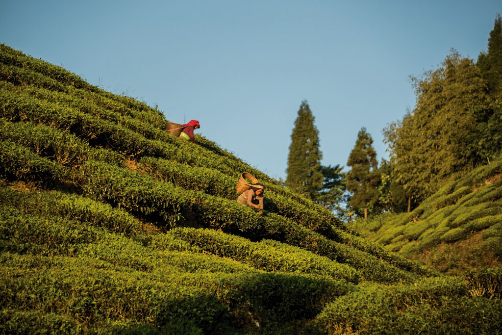 Durante la visita al evento conocimos la ciudad de Darjeeling y sus alrededores, donde es posible aprender sobre el té que volvió famosa la zona. La variedad de té negro más distinguida de estas colinas bengalíes tiene un almizcle que le da un suave dulzor, que los entendidos relacionan con el vino moscatel.