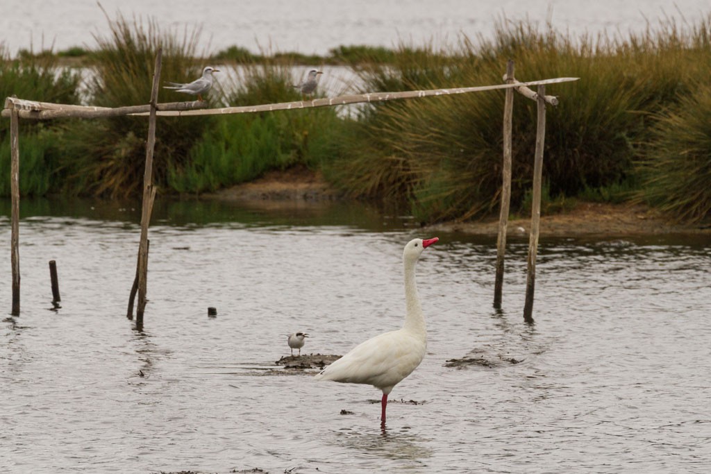 Cerca de 60 especies de aves pasan y anidan en el Humedal de Cáhuil.