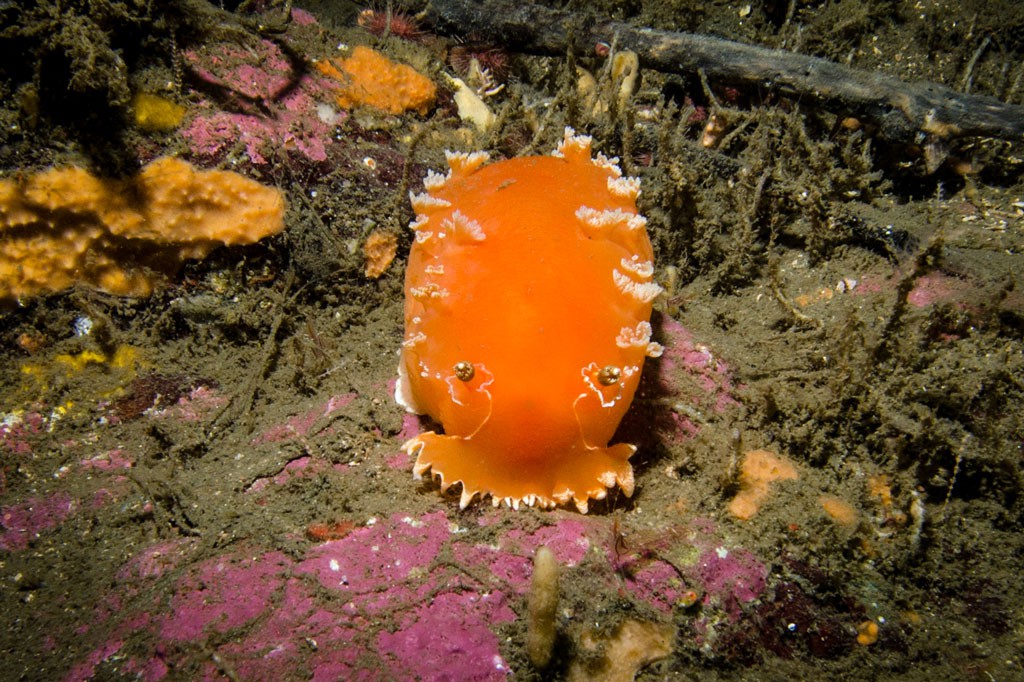 Nudibranquio o babosa de mar, por su colorido llaman mucho la atención y son muy abundantes en la zona