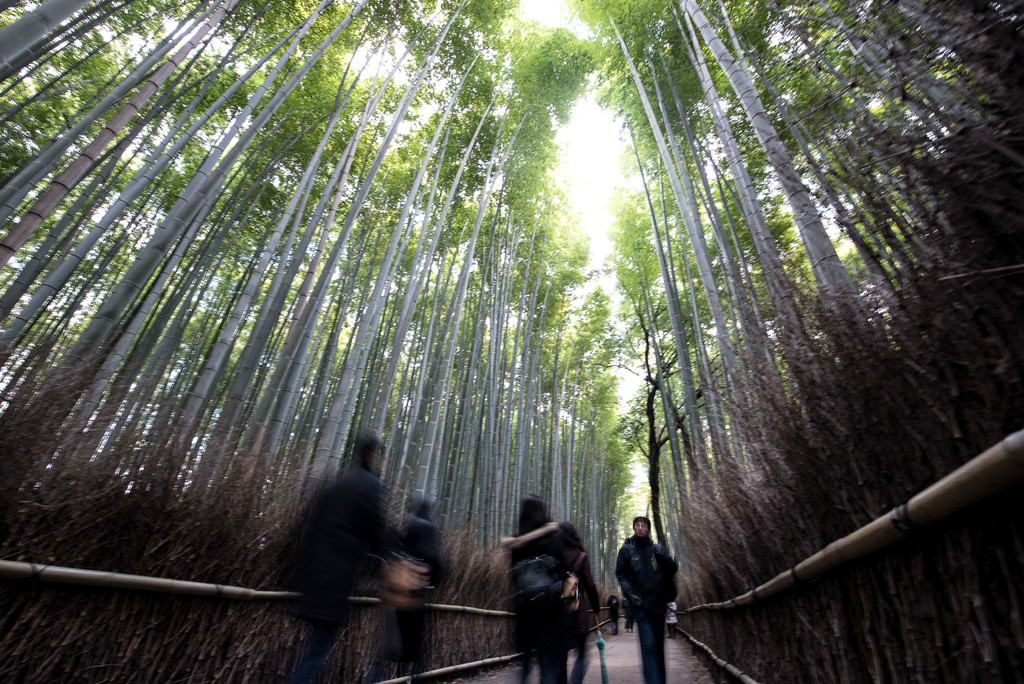 Los japoneses creen que en la naturaleza se encuentran los Dioses. El bambú es una planta muy importante para su cultura ya que se asocia con la fuerza de los hombres, es por esto que Arashiyama es un lugar tan importante en Japón.