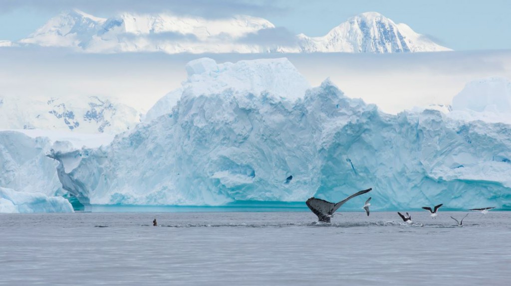Mientras navegaba entre los miles de icebergs de Portal Point, me encontré con este espectáculo, un gran grupo de ballenas jorobadas que estaba alimentándose. Foto de Nicolás Gildemeister