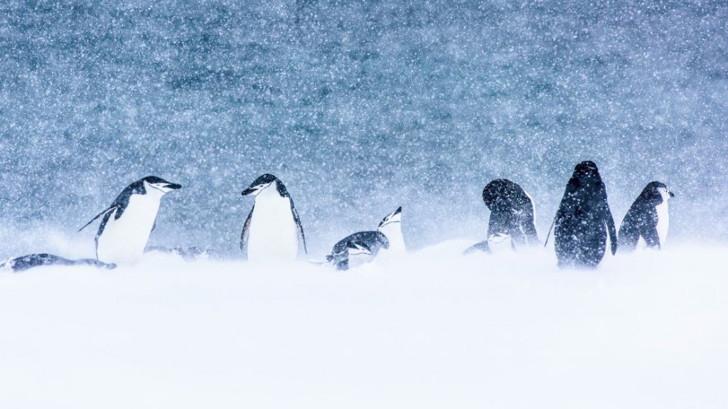 Una de las mejores tormentas que he presenciado, con un contraste increíble entre la nieve, los pingüinos y el mar, en Half Moon Island