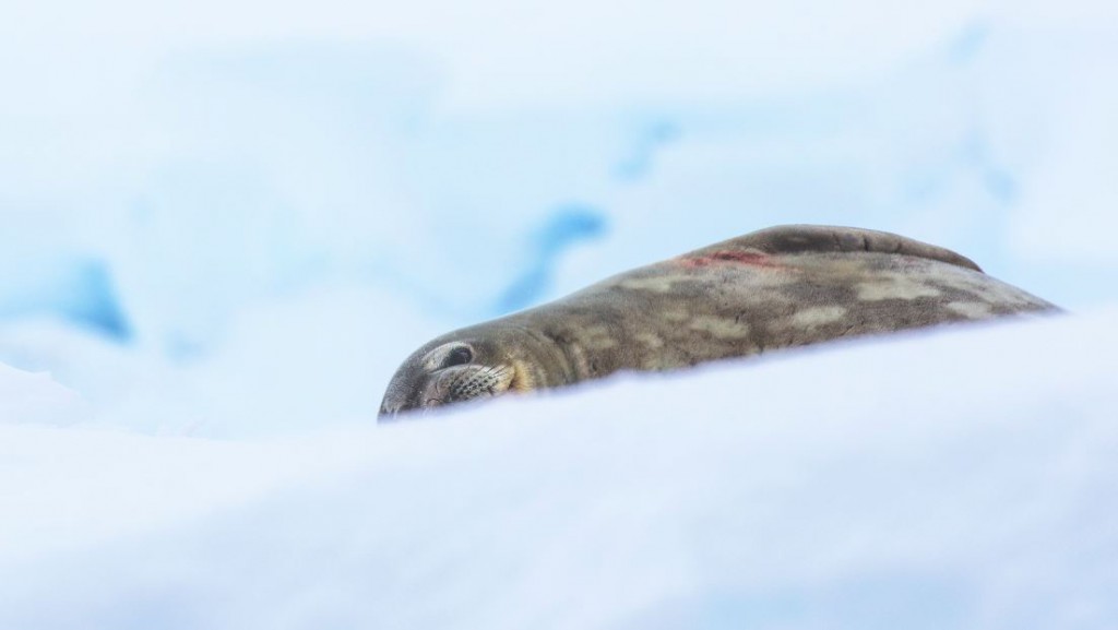 Una foca de Weddell recién salida del mar tras haber salido a cazar su alimento. La sangre puede provenir de sus presas o por peleas con otros miembros de su especie.