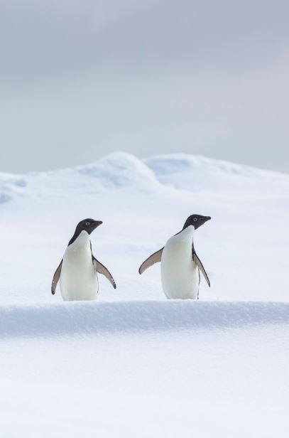Dos pingüinos Adelia (psygoscelis adeliae) descansando sbore el mar congelado antes de volver a la colonia a relevar a su pareja en los cuidados del huevo
