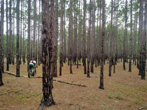 Bosque de pinos en el norte de la isla. Este árbol exótico fue utilizado para intentar contener el avance de las dunas.